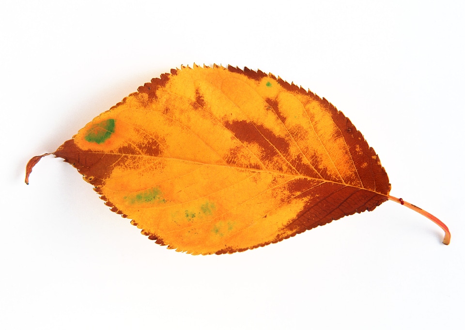 Damaged golden faded cherry leaf