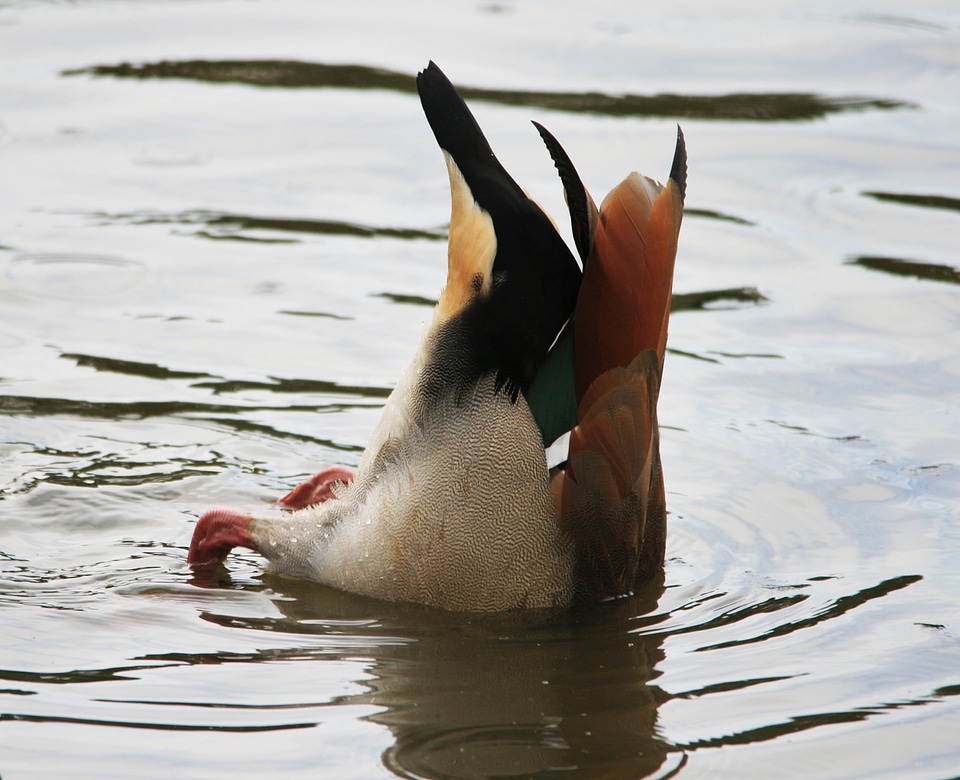 Pond wildlife waterfowl