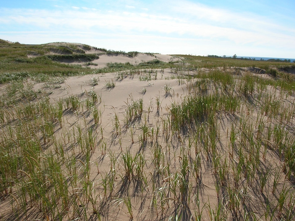 Dunes and Dune Grass