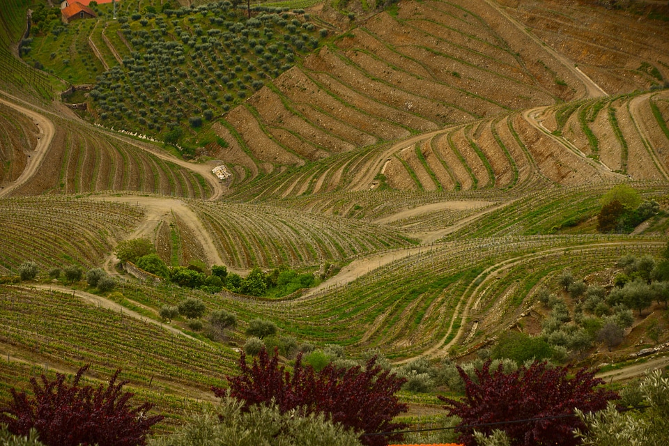 Douro Valley. Vineyards