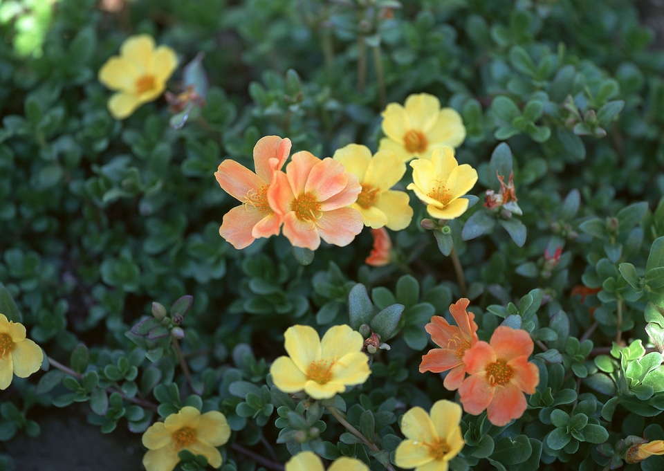 twig with blooming yellow flowers