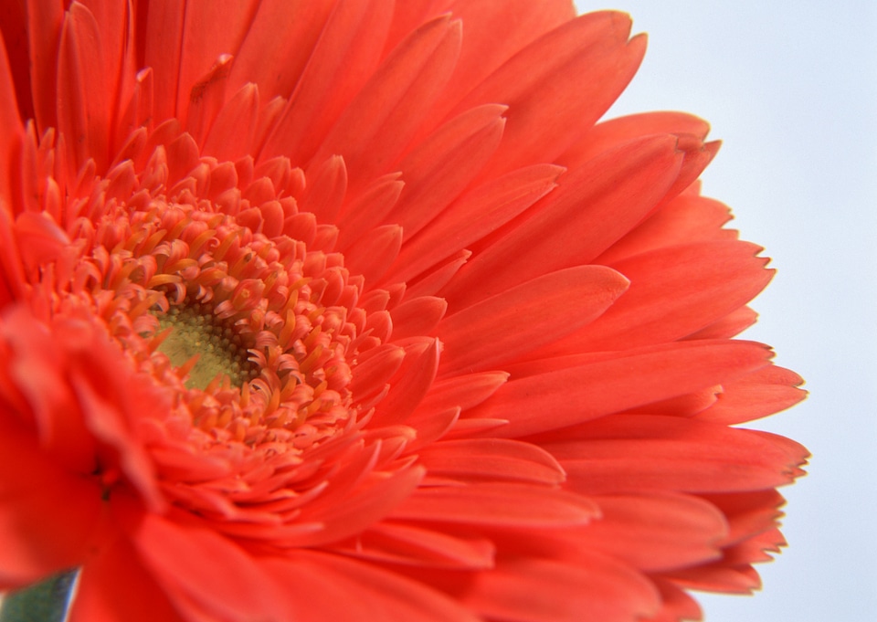 Red Gerber flowers