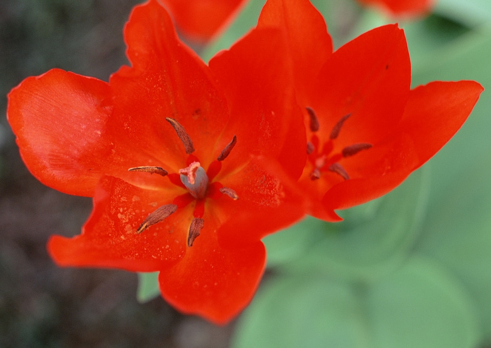 meadow red flower on garden
