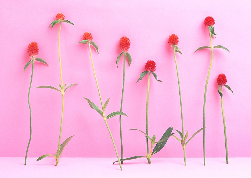 Aster flowers on pink flower