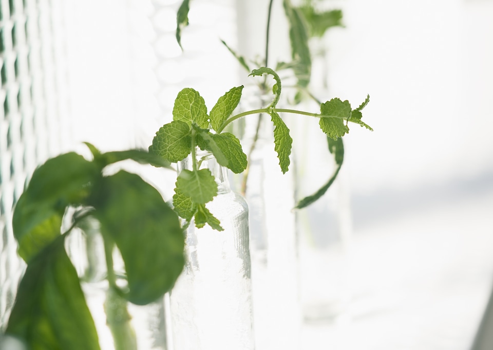 Bunch of mint branches in glass jar