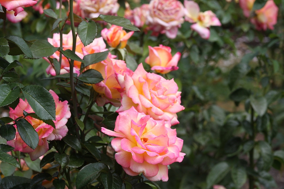 Washington Park International Rose Test Garden