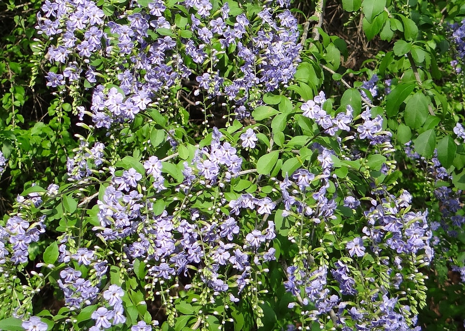 Pigeon berry skyflower duranta