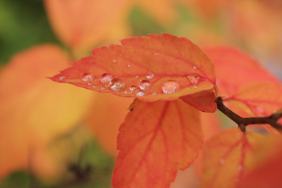 water droplets on leaf