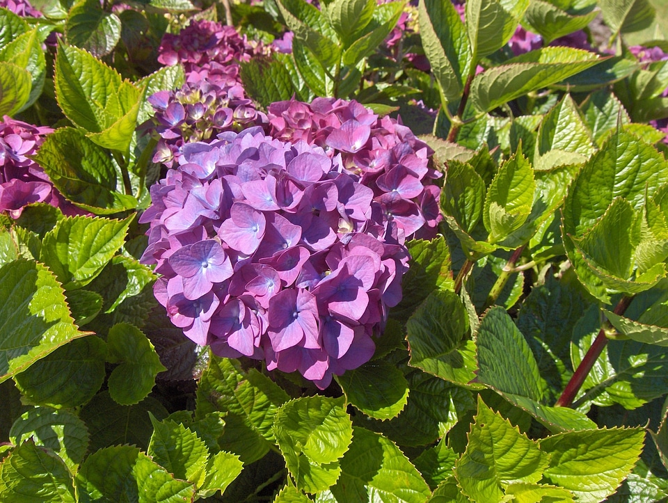 Hydrangeas flowers garden