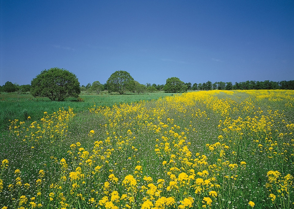 Yellow flowers and blue sky with clouds