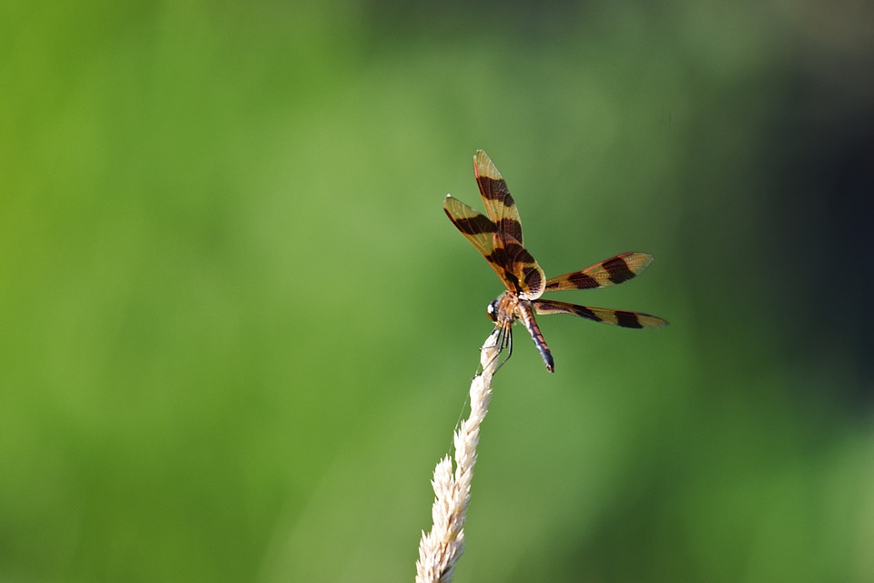 Halloween Pennant Dragonfly