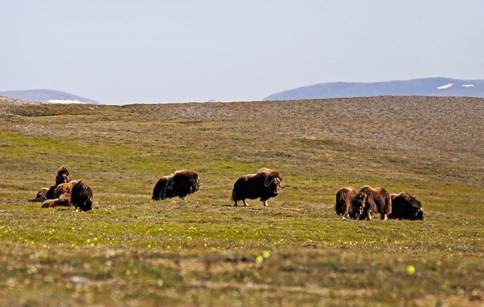muskox lazily graze in the Kakagrak Hills