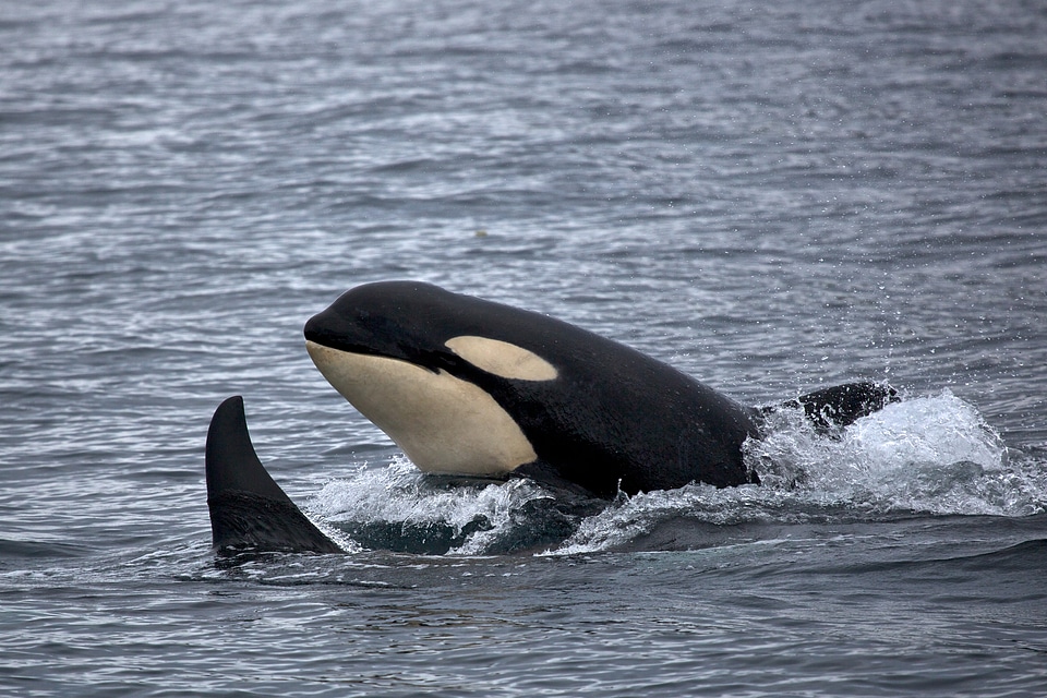 killer whale in Kenai fjords National Park