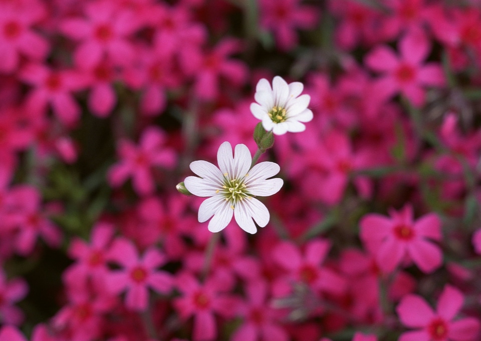 Small pink flowers and two white flower