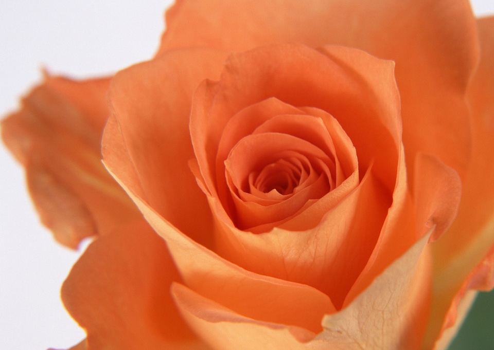 Full frame shot of soft pink flower