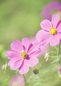 Beautiful Cosmos flower