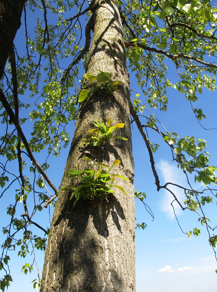 Aesthetic leaves spring