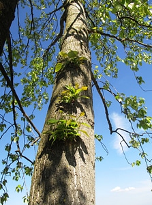 Aesthetic leaves spring