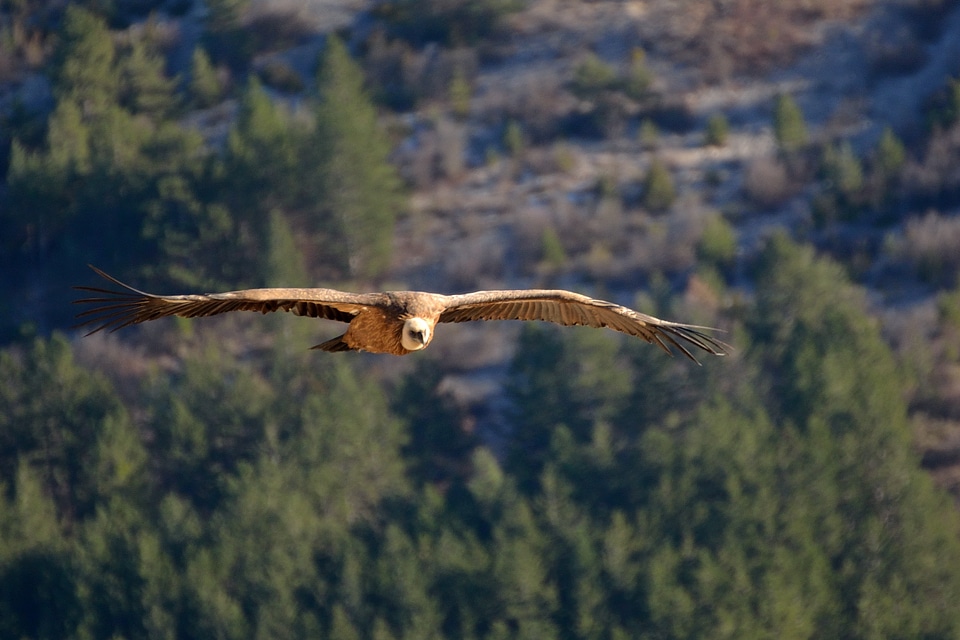 Falcon with outstretched wings
