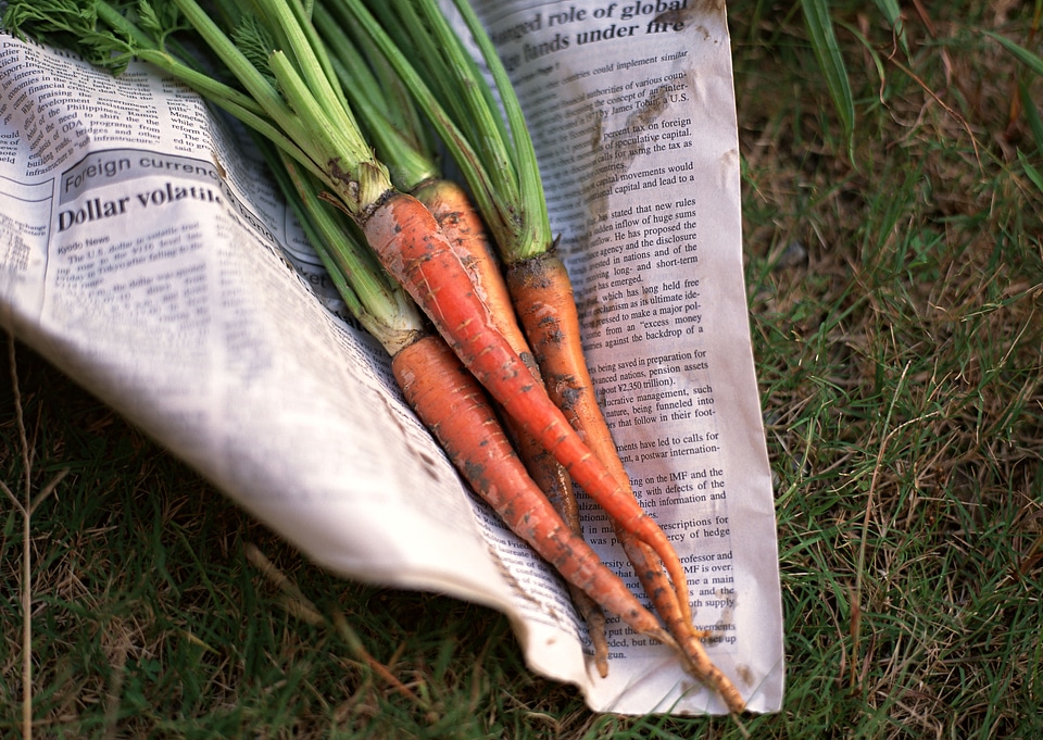 some fresh harvested carrots on the ground