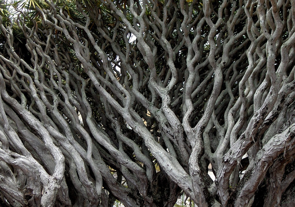 Tree ramos gray