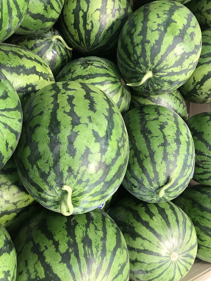Many big sweet green watermelons