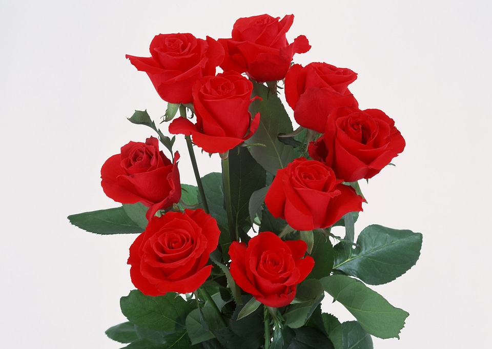 bouquet of yellow roses in basket on white background