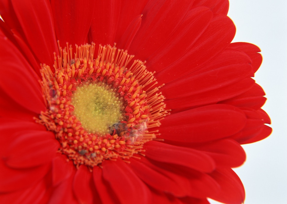 Red gerber flowers