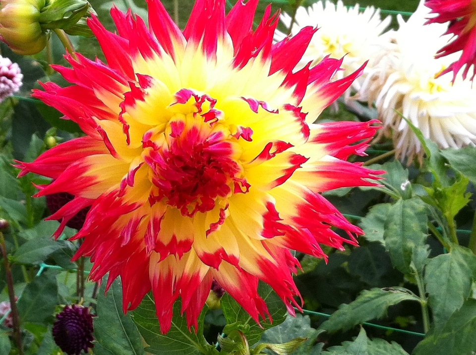 Floral garden plant