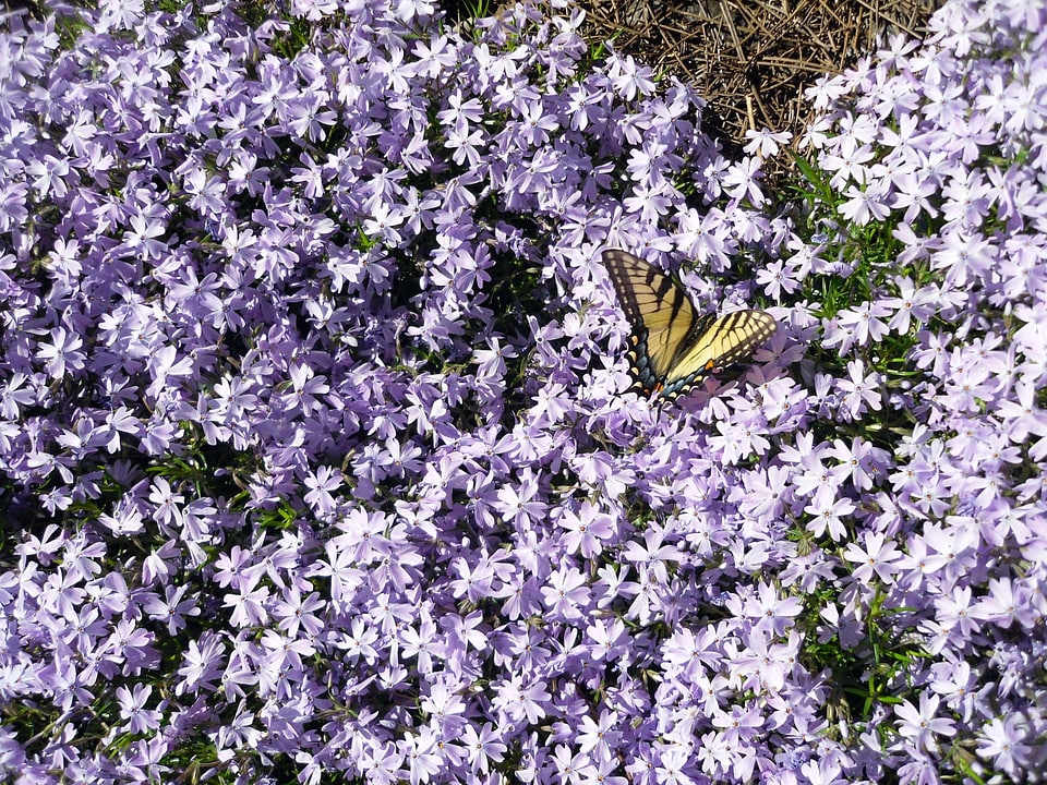 Butterfly On Flower