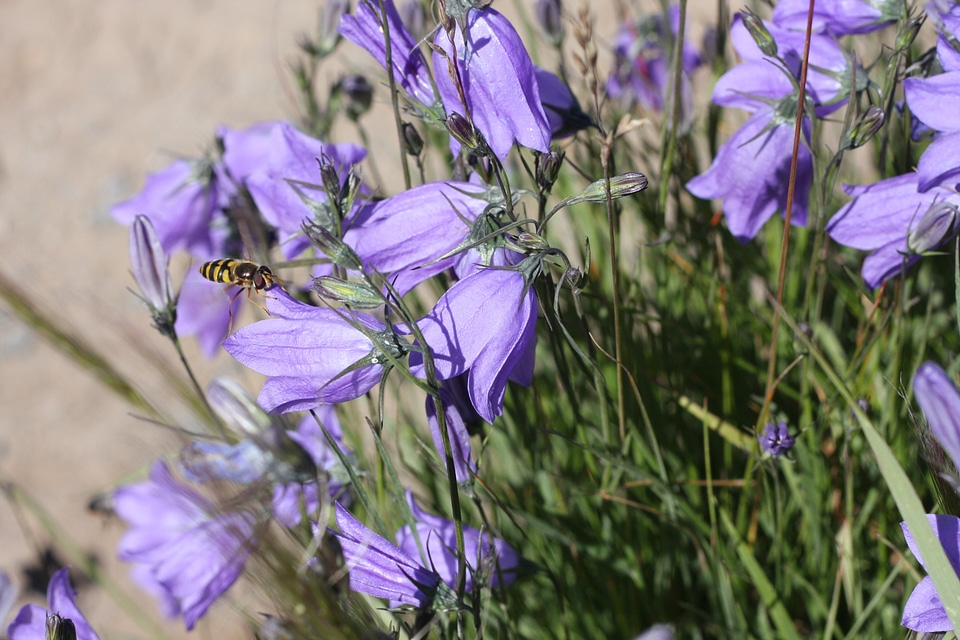 Mt Rainier National Park Wildflowers Summer photo