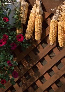 Wooden house deck decorated with flower pots and dry corn photo