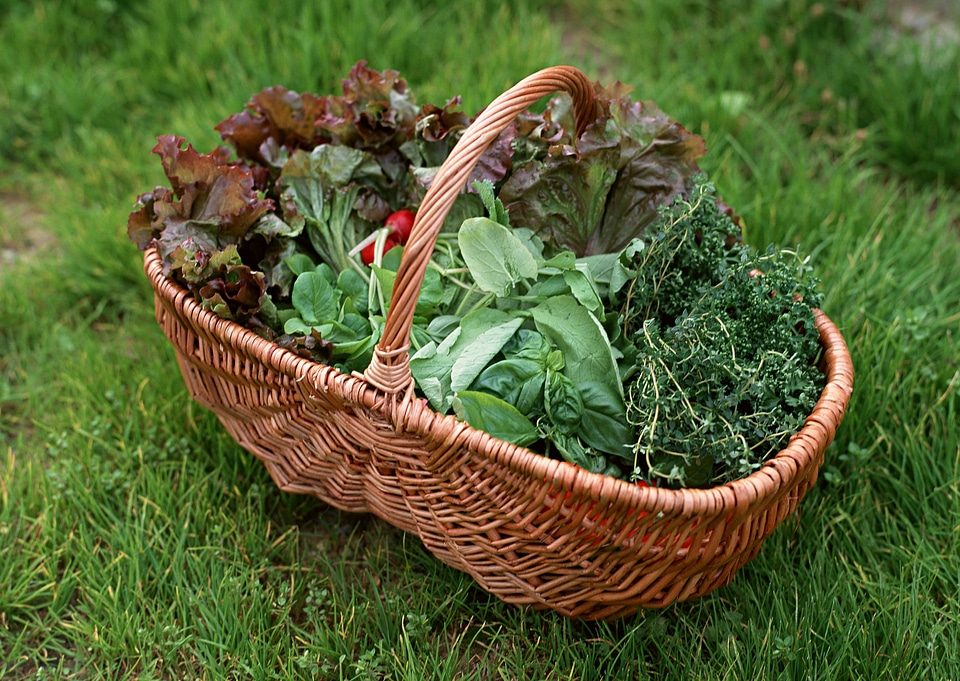 Vegetable garden with assortment vegetables and cold container