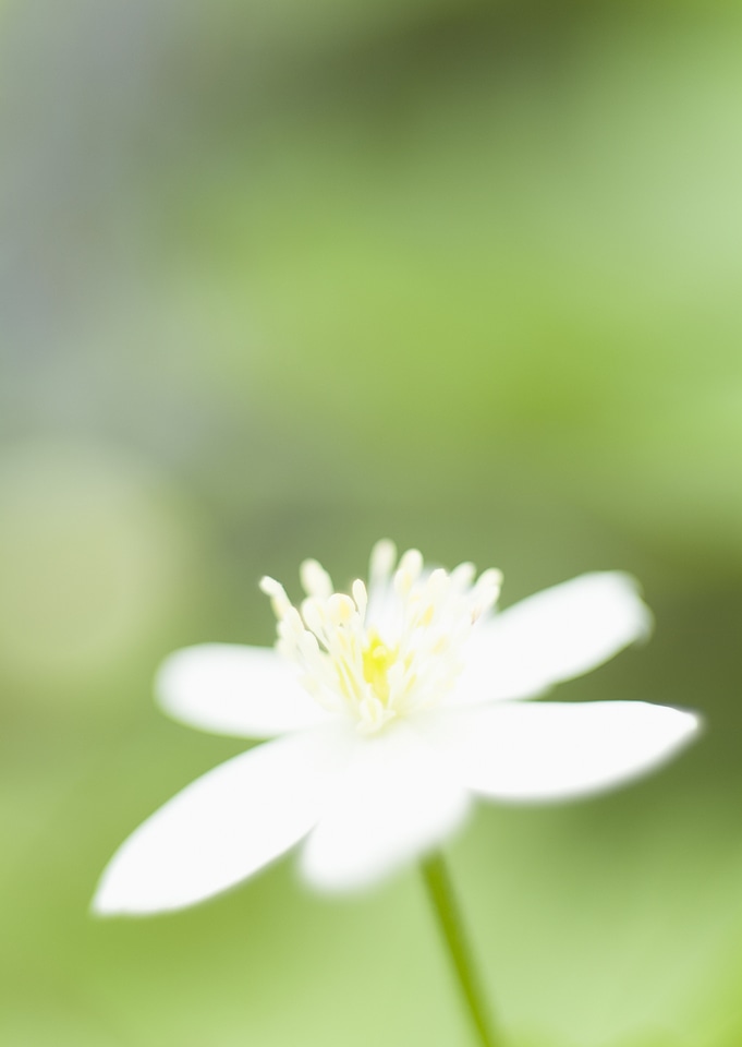 White anemone macro close up in nature