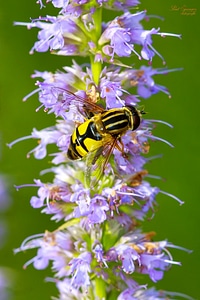Bumblebee on lavender photo