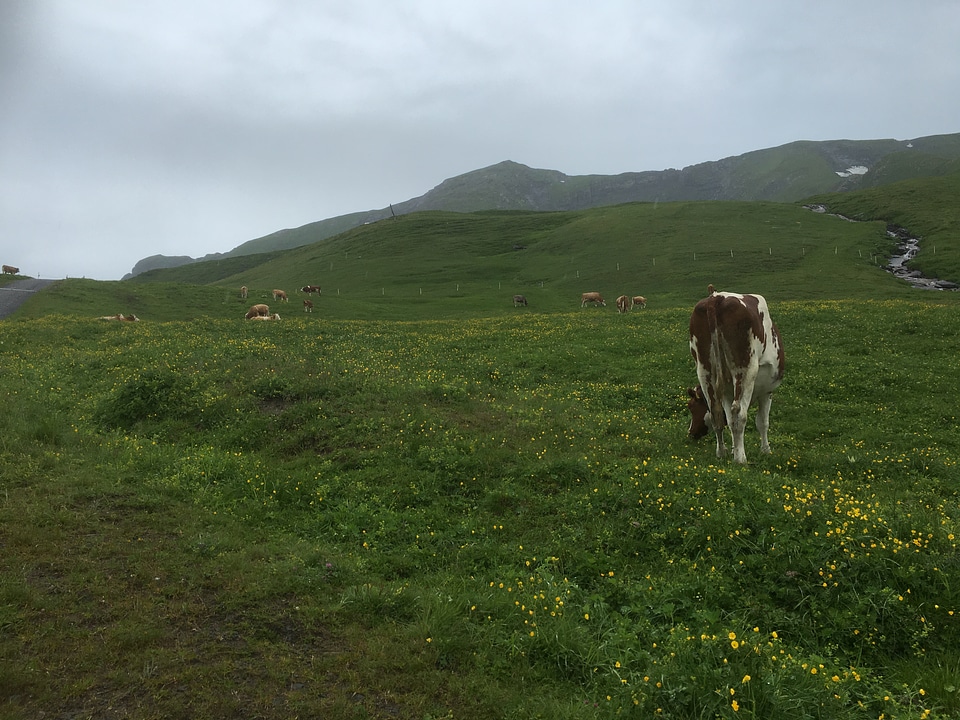Herd of cows at Jungfrau