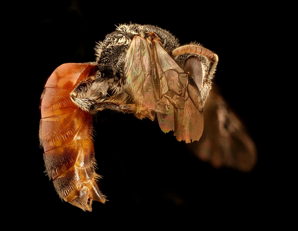 Bee flying on black background