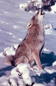 Yellowstone wildlife canid photo