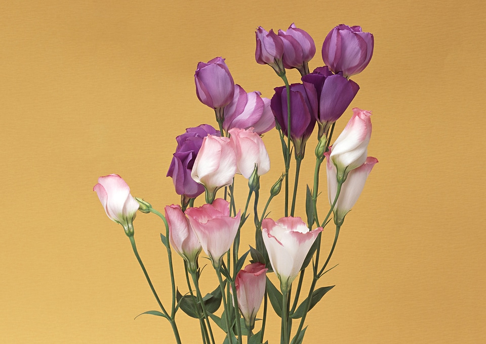 Bouquet of eustoma flowers