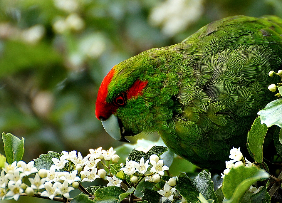 Portrait of New Zealand parrot photo