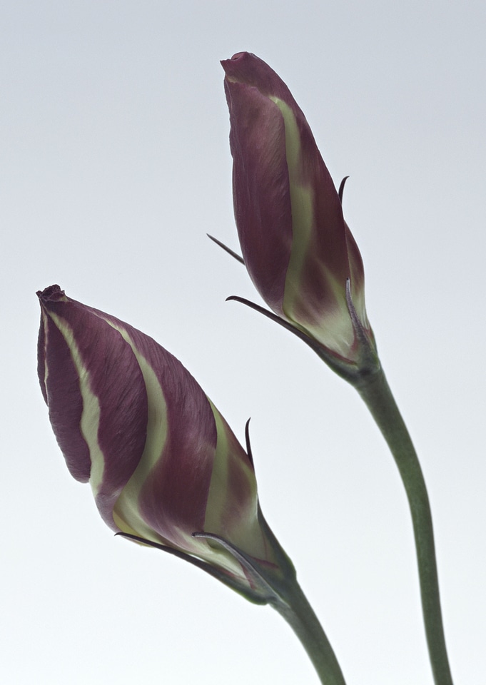 Lisianthus (Eustoma grandiflorum) - beautiful flowers and buds