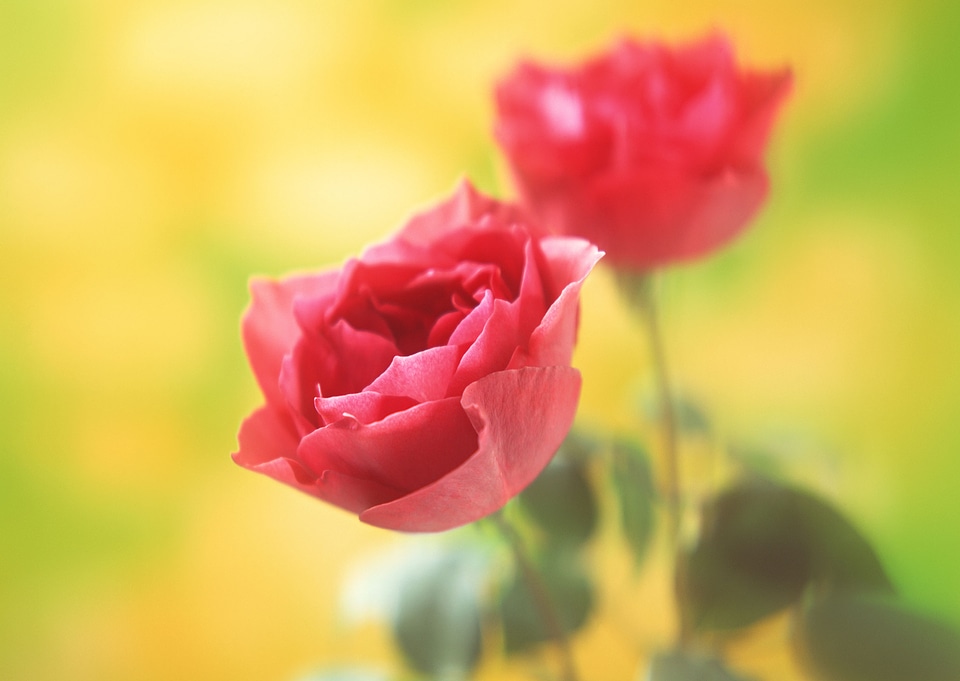 Rose in vintage style