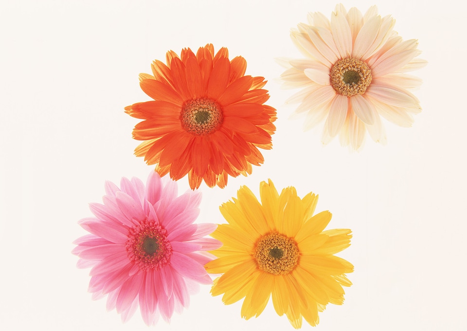 gerber flower isolated on white background