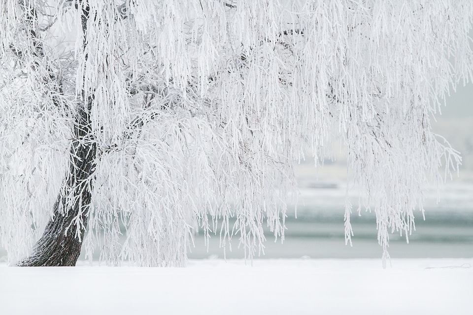 White Tree in Winter photo