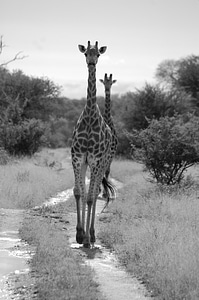 Tall animal wildlife