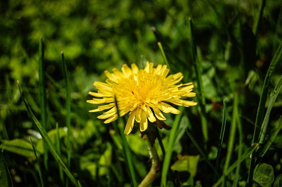Sonchus oleraceus blooming flowers