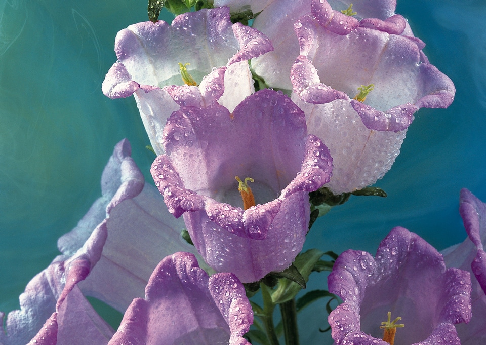 Studio Shot of Lilac Colored Colhicum Flowers