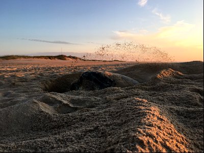 Green sea turtle actively covering its nesting site at Ramp 44 on June 17, 2021