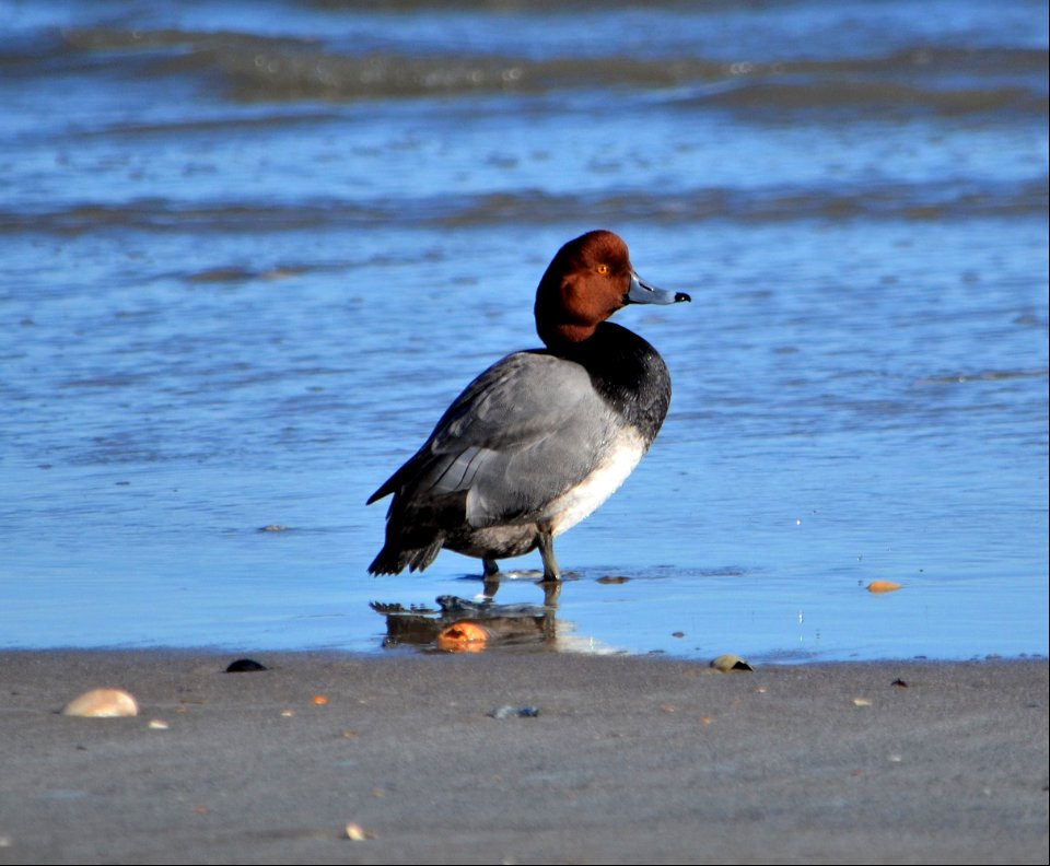 A redhead duck resting along the ocean shoreline north of Ramp 59