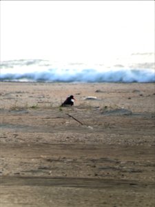 Cape Point American oystercatcher adult brooding 3 chicks...note the tiny legs close to her breast